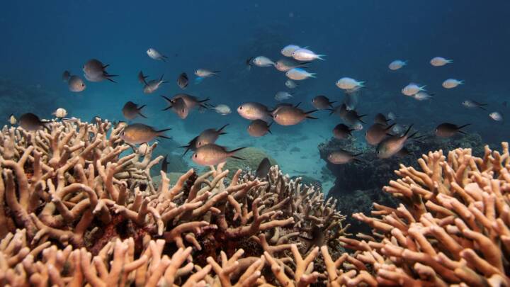 Verdens største koralrev har det bedre, men ikke godt