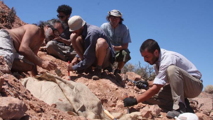 Ny halvanden meter høj dinosaurart fundet i Sydamerika