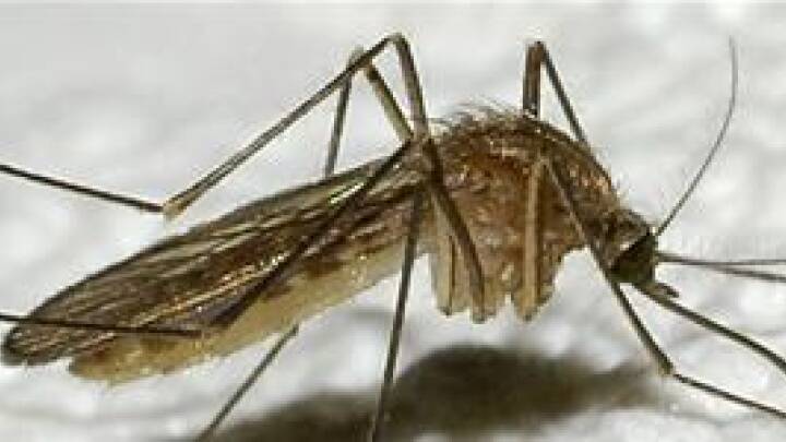 Malaria myg Elsker Sure T er Indland DR Malaria myg Elsker Sure T er Indland DR