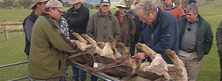 Merino Uld Fra Mishandlede Far Indland Dr