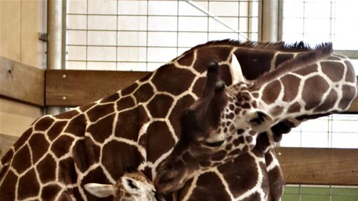 Odense Zoo Vagnede Op Til Nyfodt Giraf Indland Dr Odense Zoo Vagnede Op Til Nyfodt Giraf Indland Dr