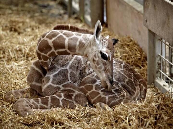 Billedserie Nyfodt Giraf I Odense Zoo Nyheder Dr Billedserie Nyfodt Giraf I Odense Zoo Nyheder Dr