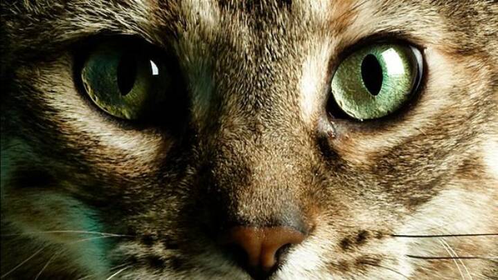 Hvor hurtig virker p piller til katte Hvor hurtig virker p piller til katte