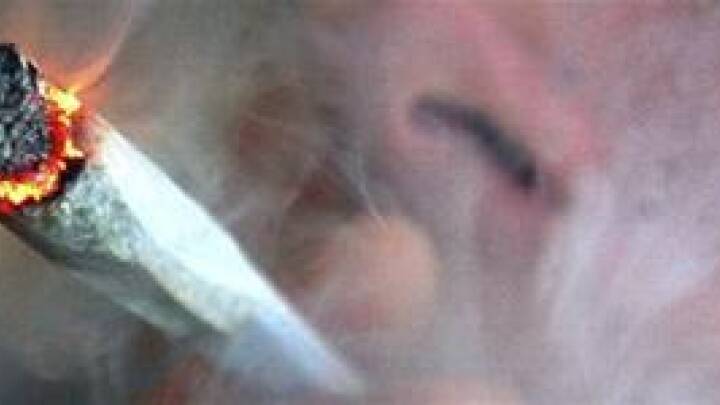 Kritik af DR-forsøg med at ryge skunk
