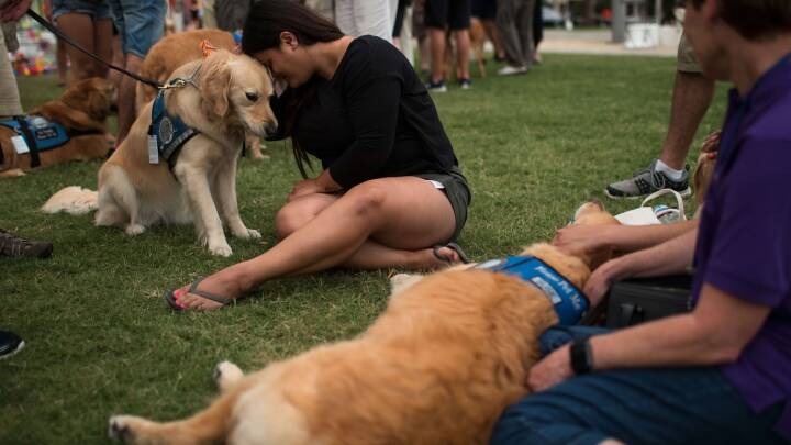 Hunde trøster pårørende efter skyderiet i Orlando