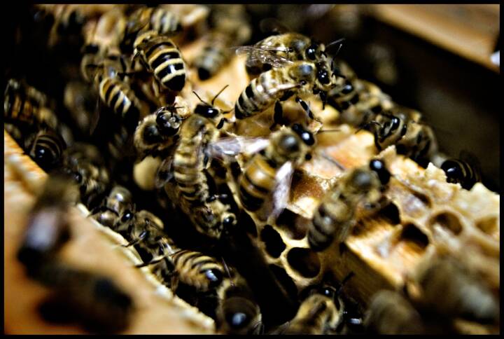 ?protocol=https&server=www.dr.dk&file=%2Fimages%2Fother%2F2018%2F08%2F21%2Fscanpix 20060621 142202 4