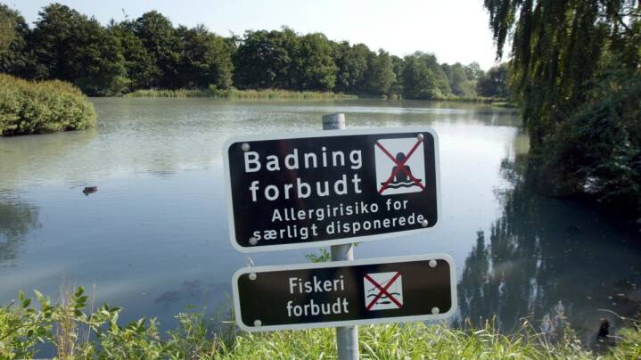 Sejlklub lukker på grund af forurenet sø: Kunne have været opdaget for ...