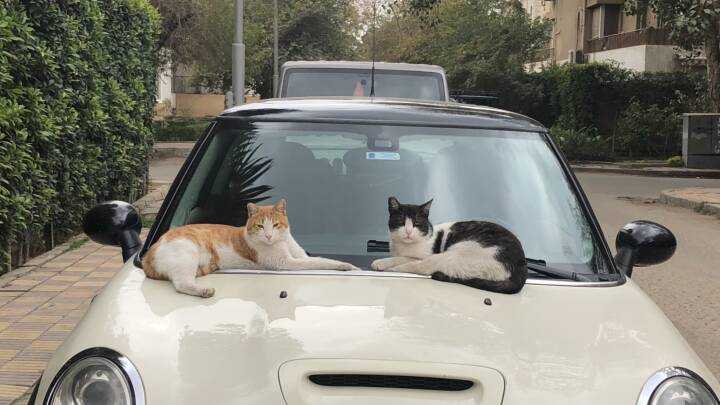 ambition Messing Dokument Katte og hunde skal testes for corona i Egypten: Men ejerne går fri |  Udland | DR