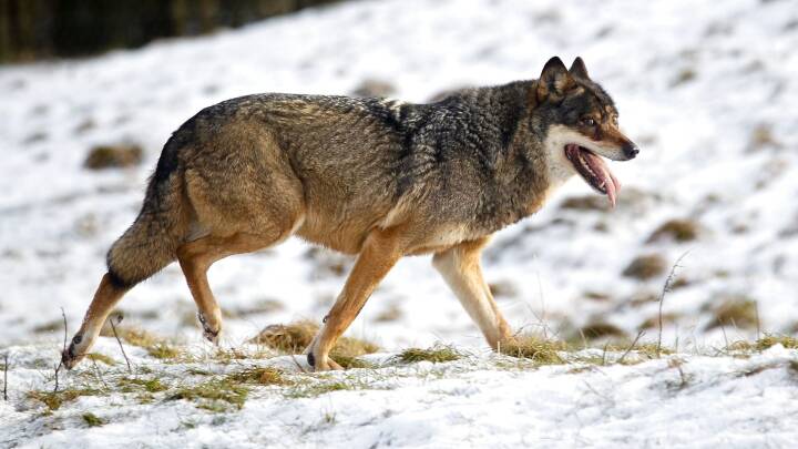Se video: Forskere har undersøgt, hvordan ulven kan reagere, når vi kommer tæt på