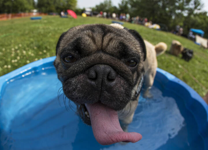 Vær opmærksom på hedeslag: Disse hunde sommervarmen dårligst | Natur DR