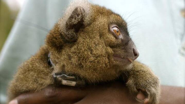 Næsten alle lemurer truet af udryddelse | DR