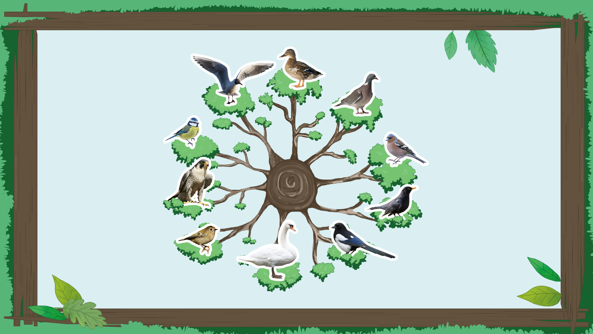 Fugletræet: Mød 10 danske fugle