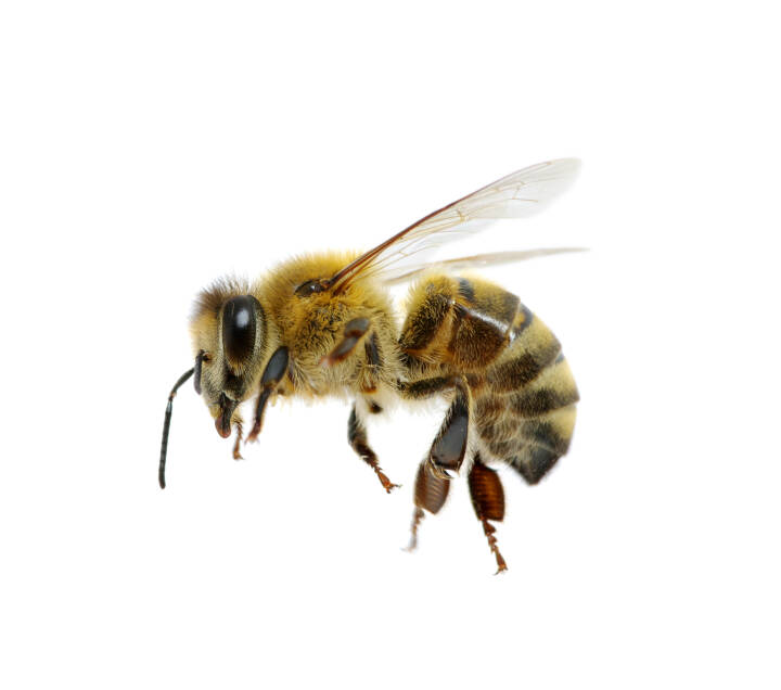 Airfield rigdom Caius Del 1: Hvad er en bi? | Natur, udeliv og science | DR