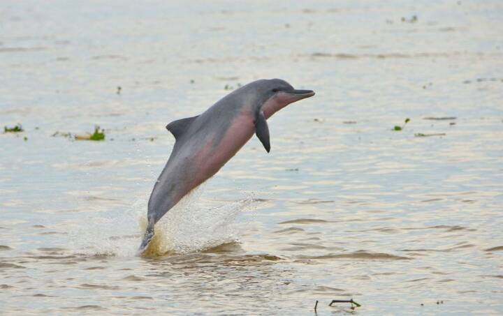 Syge frøer og truede delfiner: Her er nogle af de arter, der i år uddøde eller kom tæt på | | DR