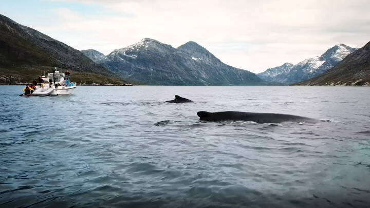 Hvad er der flest penge i: At skyde en hval med en harpun eller med et kamera?