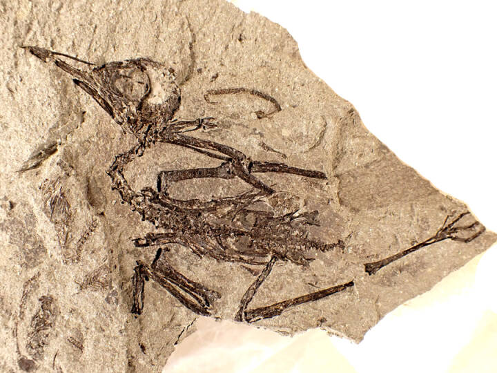 55 millioner år gammel fugl fundet på ø i Limfjorden 