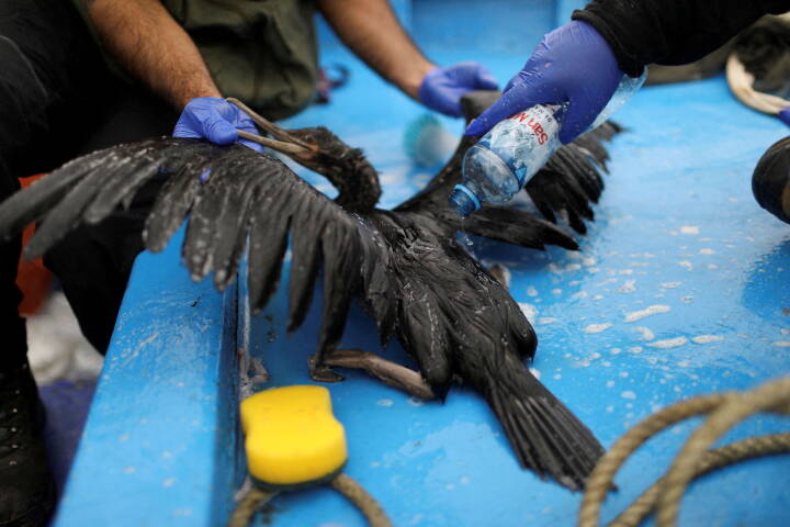 Peru forsøger at redde havfugle fra massivt olieudslip
