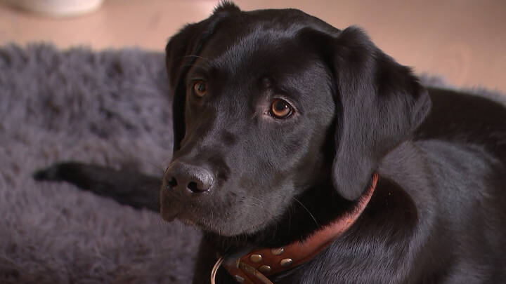 Carolina ventede et år på servicehunden Wilson: 'Han er min klippe'