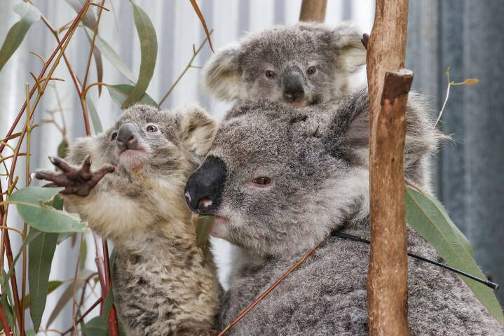 Australien vil bruge 230 millioner ekstra til at beskytte koalaerne