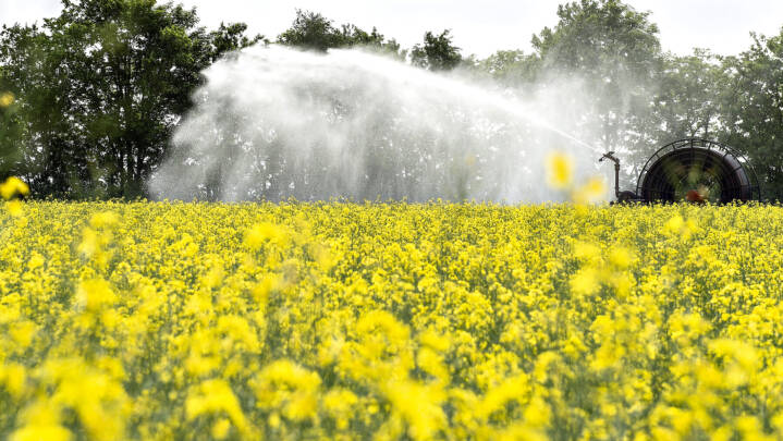 Landmænd i Vestdanmark tørster efter regn: 'Hvis det bliver varmt nu, så kan det gå galt'