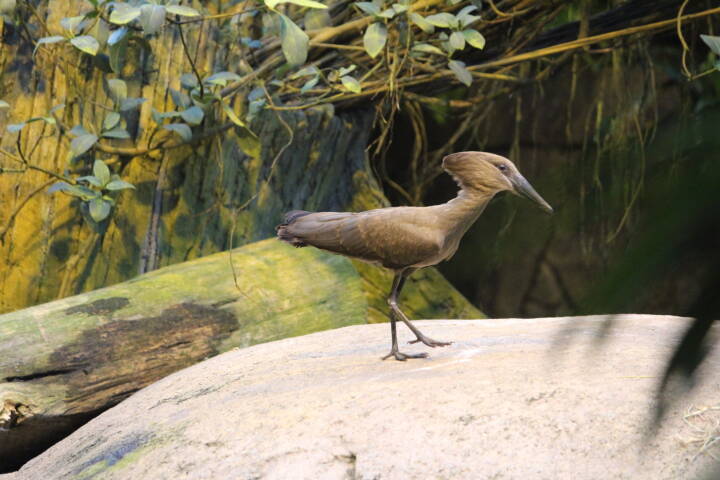 Aalborg Zoo efterlyser fugl: Har du set en hammerhovedhejre? 