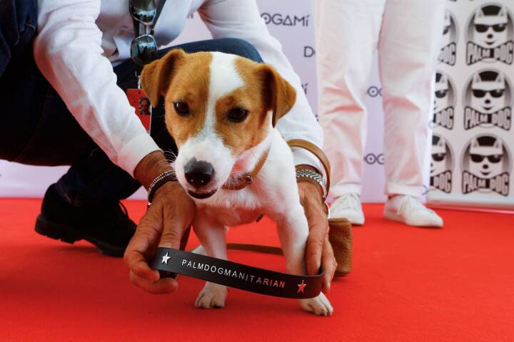 Ukrainsk minerydder-hund modtager hæder i Cannes
