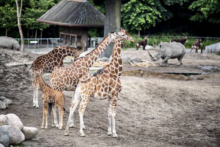 På trods af zoo-brand kan girafferne sove 'hjemme' i nat