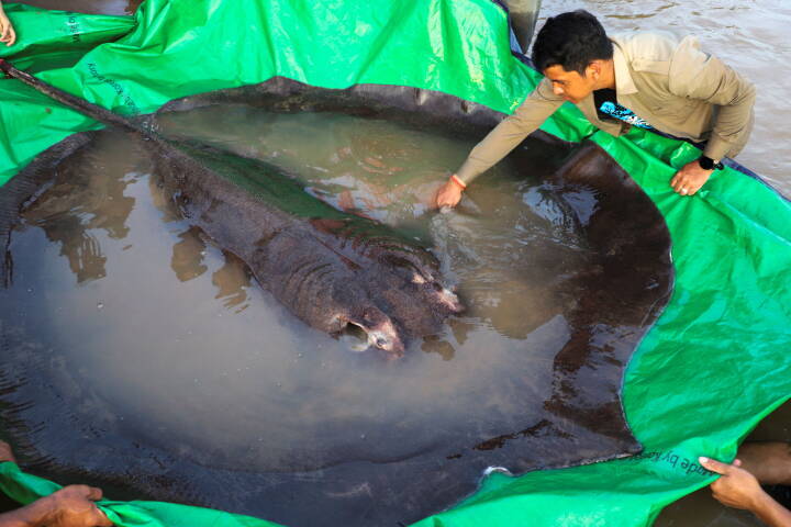 Cambodjanske bønder fanger den tungeste ferskvandsfisk nogensinde