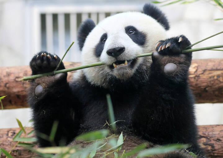 Fundet af nye fossiler løser mysteriet om den planteædende pandabjørn