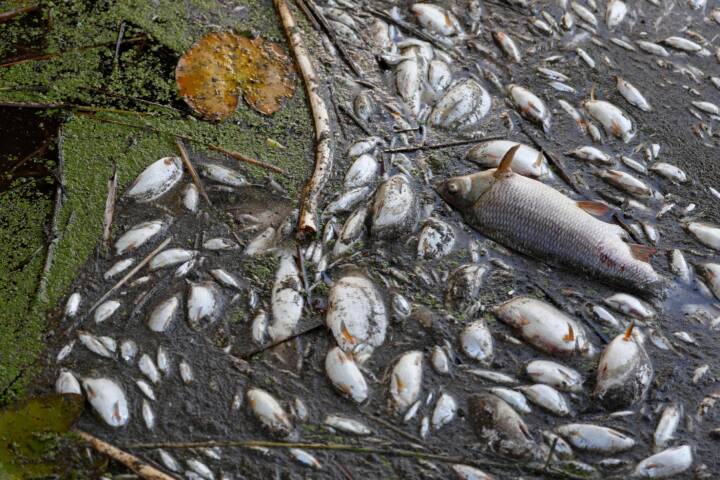 Efter gigantisk fiskedød i floden Oder: Prøver afslører kviksølv i vandet