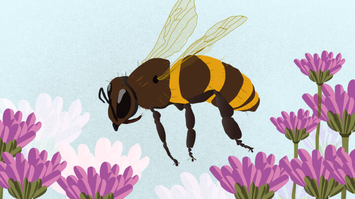 EU-Kommissionen vil redde verdens truede bier: 'Afgørende, at udviklingen bliver vendt'