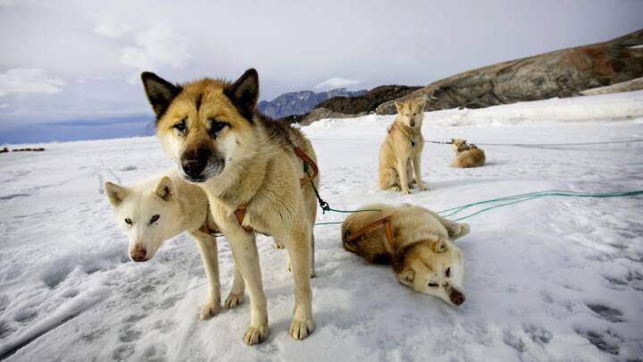 Antallet af slædehunde i Grønland er halveret på 30 år