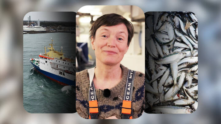 En ny fiskeart er dukket op i danske farvande - forskere mistænker klimaforandringer for at stå bag