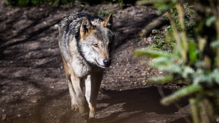 GPS har kortlagt ulvs færden: Den foretrækker natur og undgår mennesker