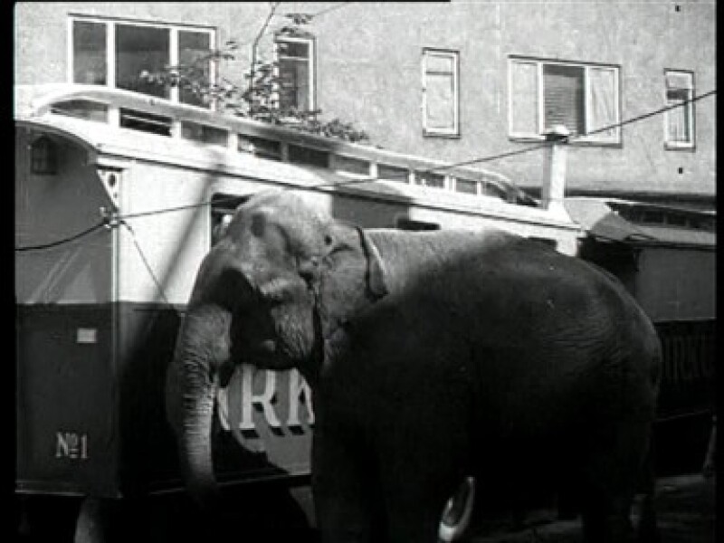 Bonanza | Ugerevy | Elefanter fra Miehe i Københavns gader