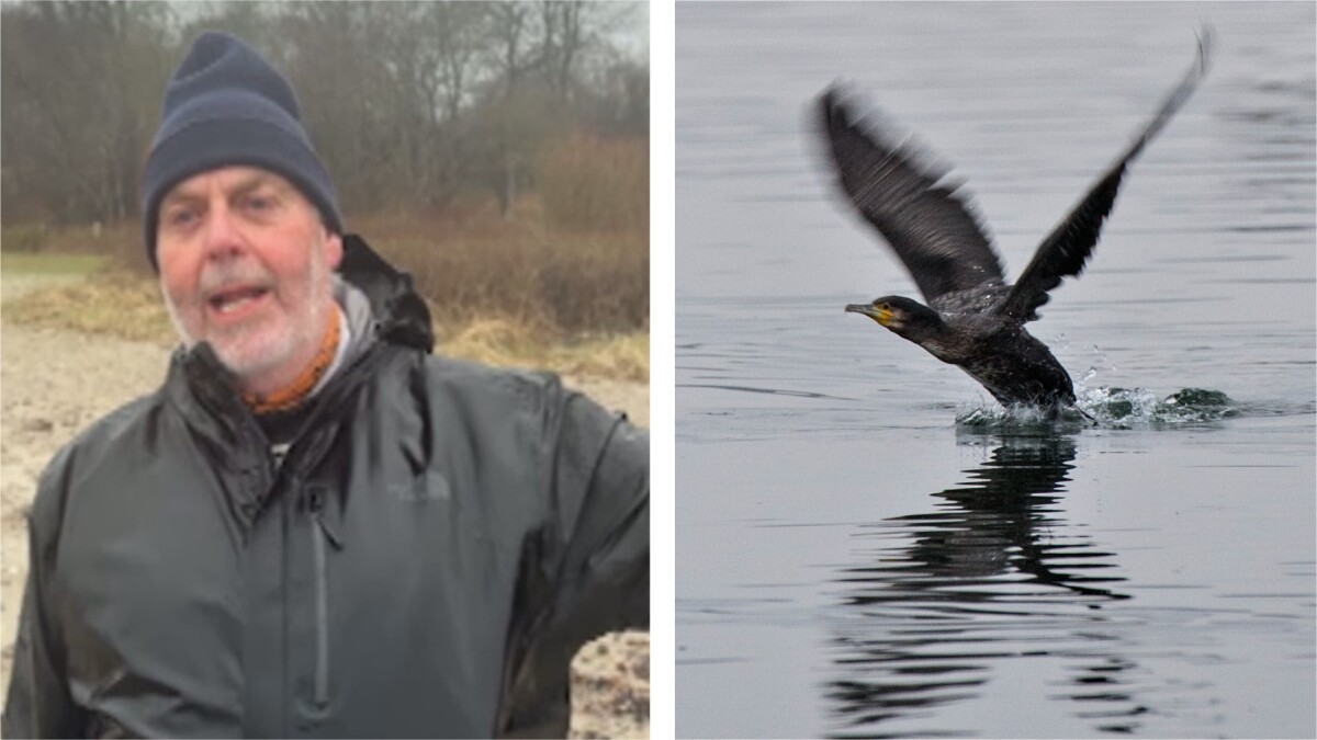 Næsten én million ørreder har påbegyndt deres livs rejse: Mogens bliver både deres bodyguard og deres endeligt