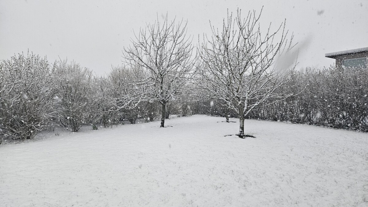 Kraftigste snevejr i 10 år - så sent på foråret