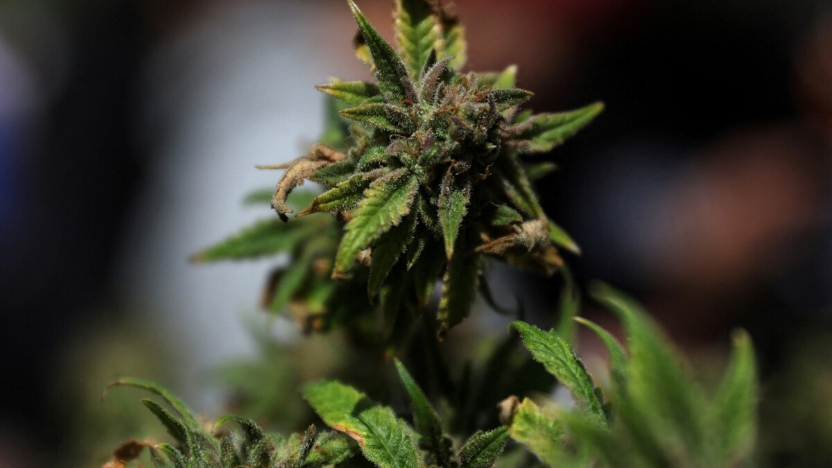 67 fejldomme i cannabissager rokker ved advokaters tillid til politiets beviser