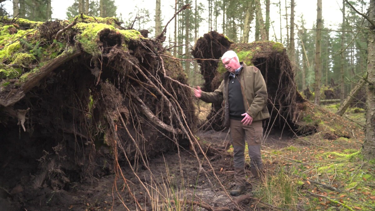 Skovfoged efter stormens hærgen: Det værste, jeg har set i 20 år