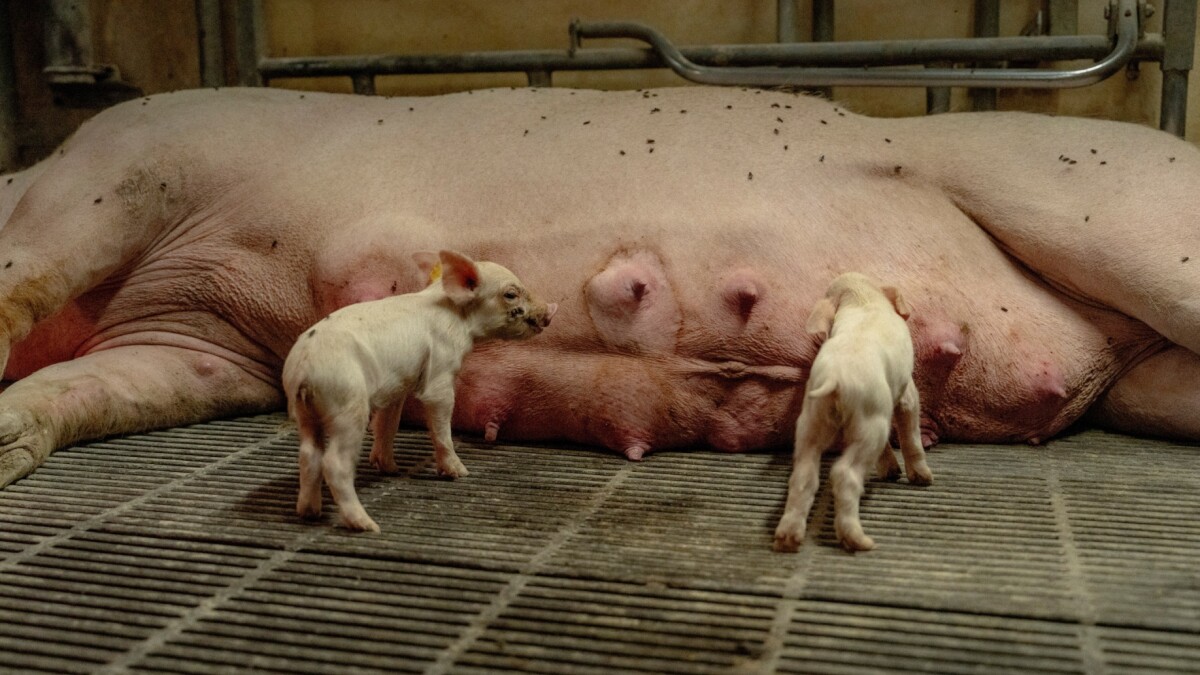 20-årige Jacobs fremtid er svin: 'Lige nu er er jeg godt nok bange for fremtiden'