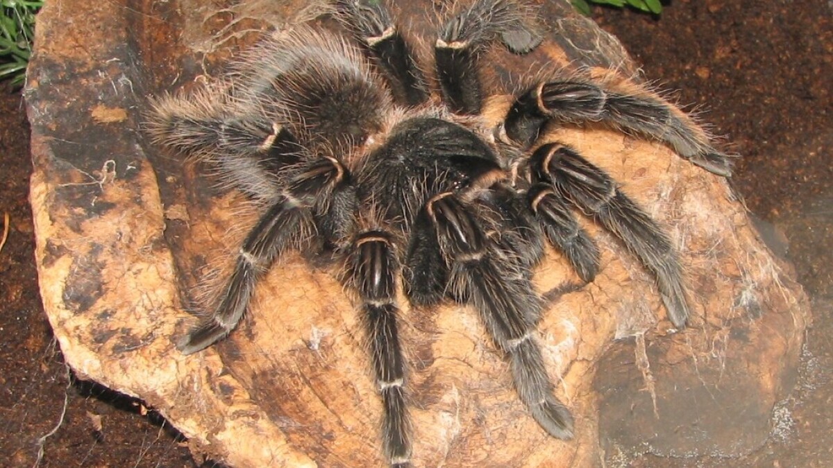 Kvinde glemte fugleedderkopper i tysk regionaltog