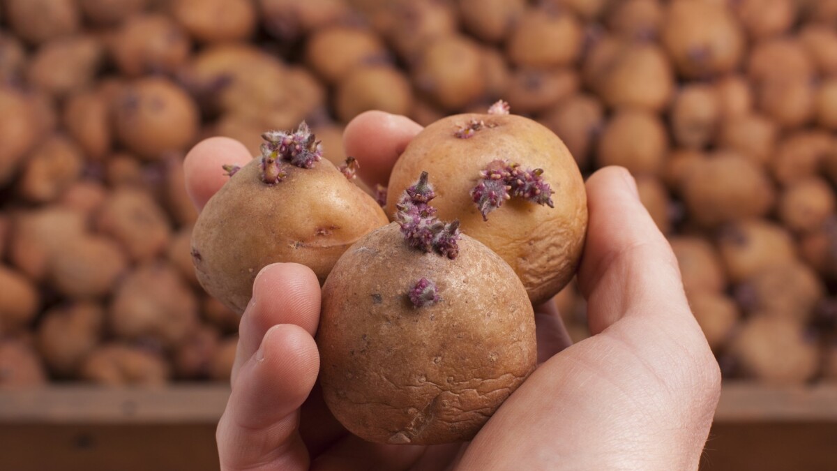 rådgive Kompliment Bemærkelsesværdig Det er nu, du skal lægge kartofler | Fritid | DR