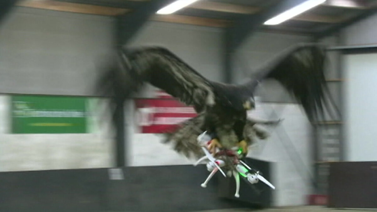 VIDEO Rovfugle trænet til at fange i luften Udland | DR