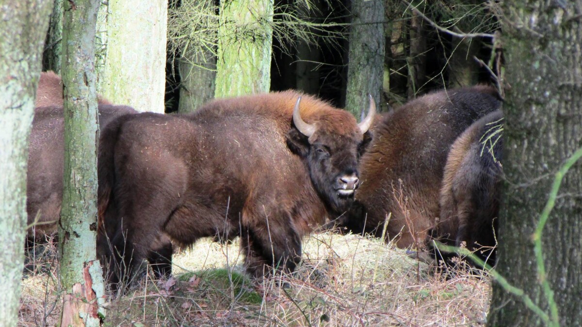 Bisonflok kommer helt frem til løbere og hundeluftere | DR