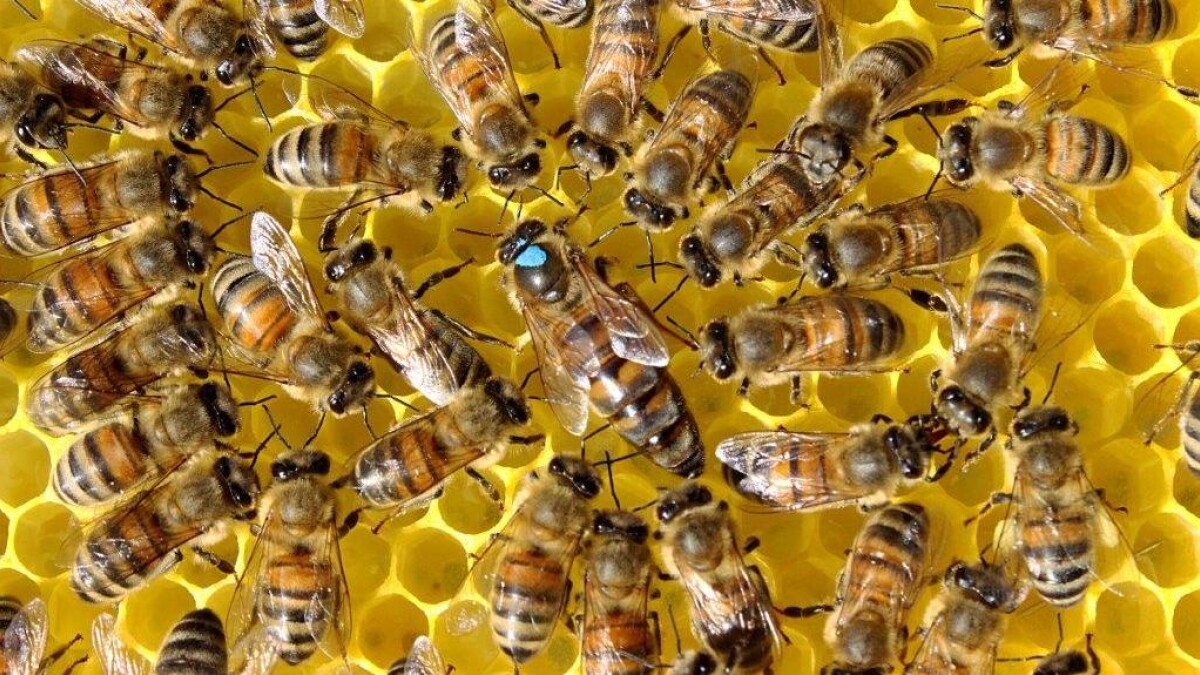 zoom form mangel Bier ramt af honningtørke: De mangler vilde blomster | Midt- og Vestjylland  | DR