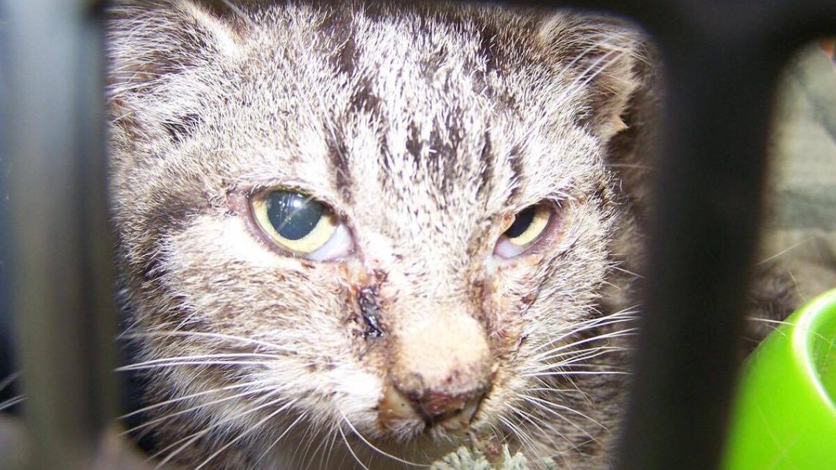 gårdsplads Antage brænde I Maribo jagter de katte med katte-aids | Sjælland | DR