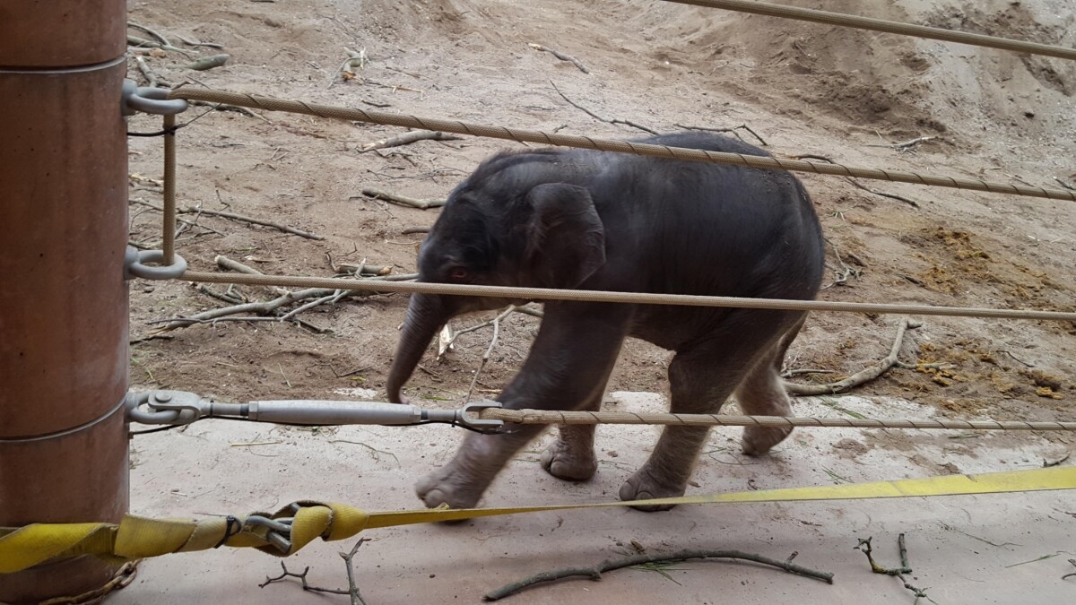 Hej produktion Afgang Ny elefantunge i Københavns Zoo: Den lille han blev født i nat | Viden | DR