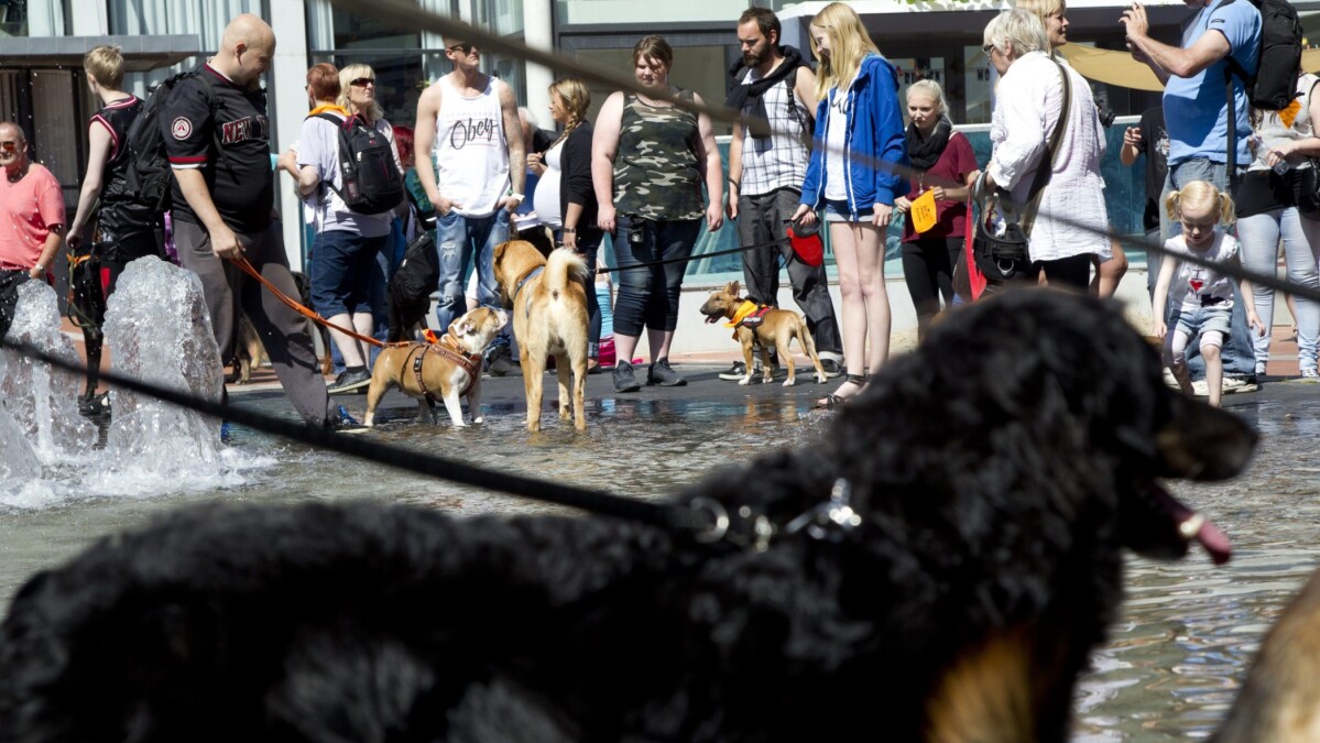 Mappe Løb handicappet Pas på: Det kan koste dig 2.000 kroner, hvis du ikke har din hund i snor |  Midt- og Vestjylland | DR