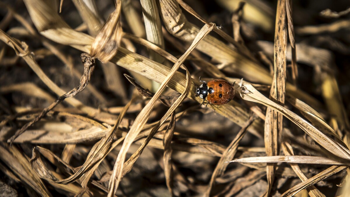 Insekter skruer op for tempoet: Varmen gør vilde og tørstige | Klima | DR