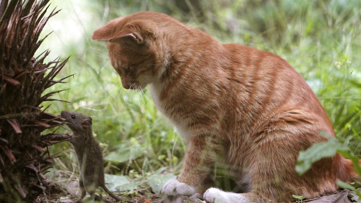 Newzealandsk by forbyde katte: Dræber for | Udland | DR